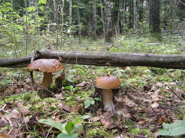 King of Labanoras mushrooms Boletus